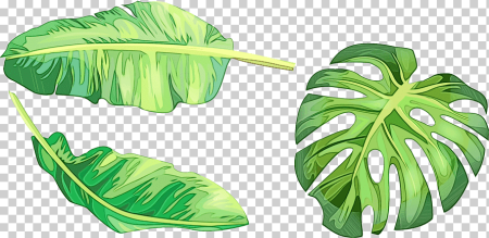 Monstera вектор