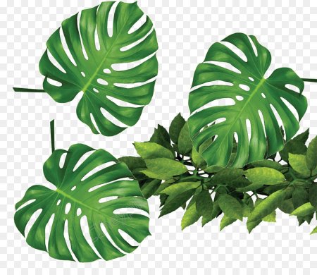 Monstera Leaf