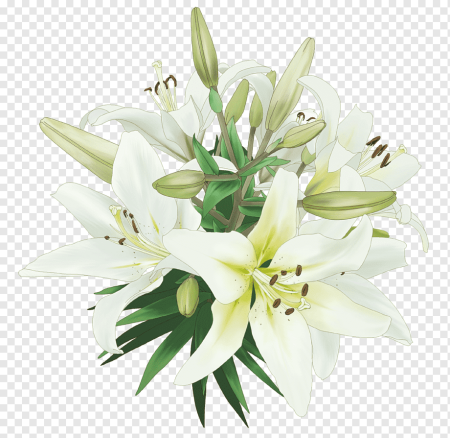 Лилия белая