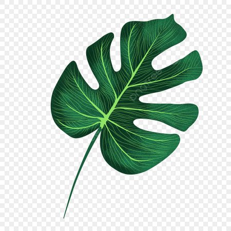 Листья Monstera вектор