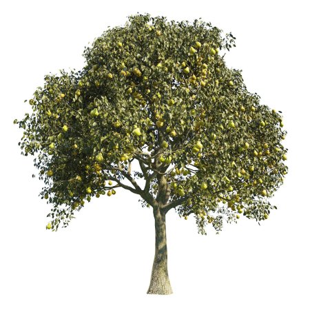 Дерево Swiss Pear