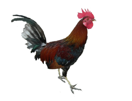 Петух для ФШ