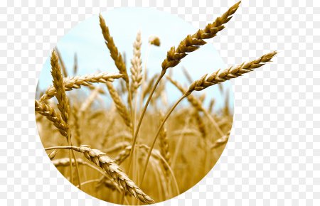 Сельское хозяйство на белом фоне