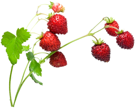 Клубника на веточке