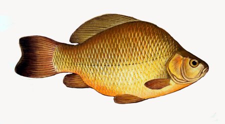 Карась золотой Carassius Carassius
