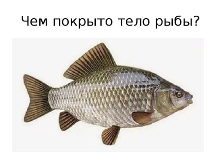 Серебряный карась