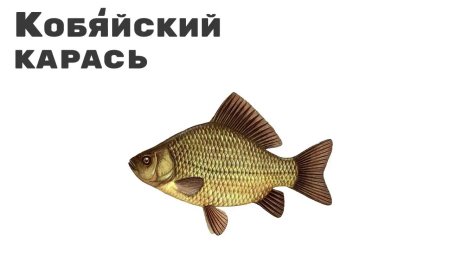 Рыба карась на прозрачном фоне