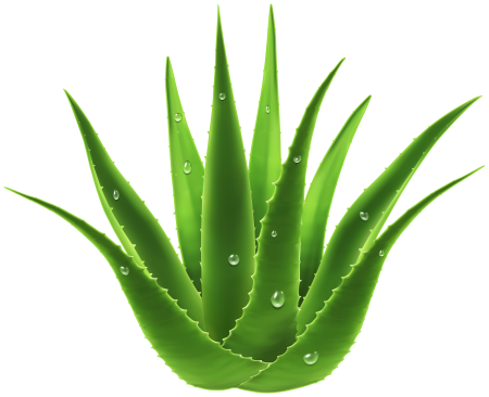 Aloe barbadensis Leaf