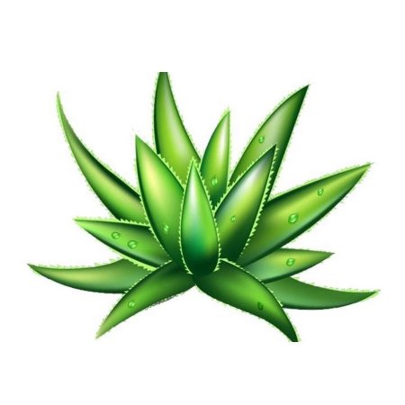 Алоэ Aloe вектор