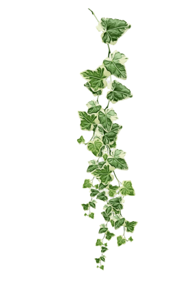 Плющ Вьюн