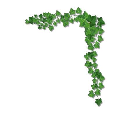 Рамка лианы