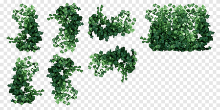 Плющ Treez