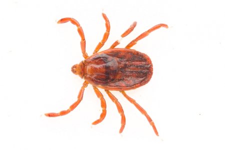 Rhipicephalus клещ