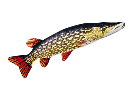 Щука на белом фоне