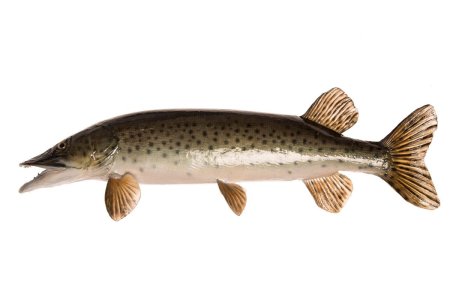 Esox reichertii — Амурская щука