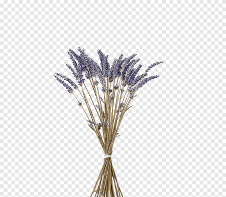 Лепестки лаванды