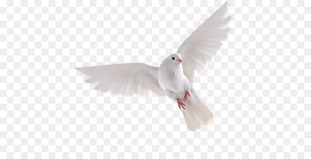 Белая птица не белом фоне