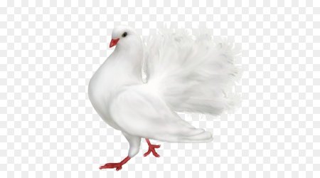 Белая птица на белом фоне