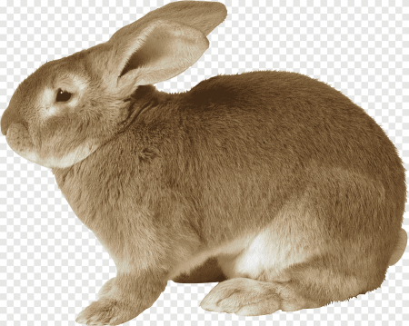 Рэббит заяц