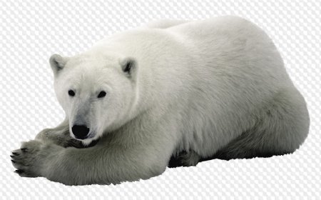 Белый медведь на белом фоне