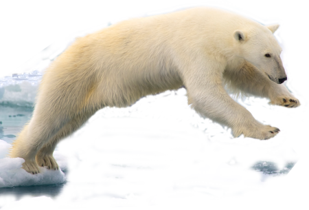 Белый медведь