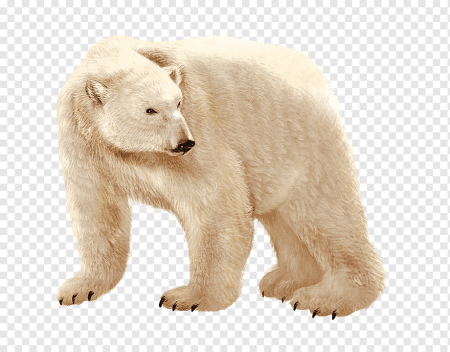 Белый медведь для детей