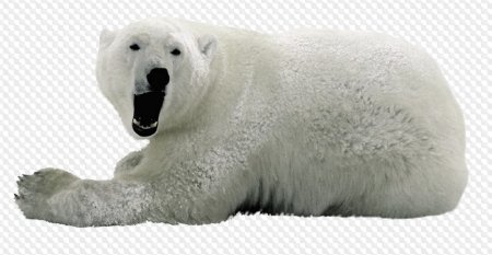 Белый медведь на севере