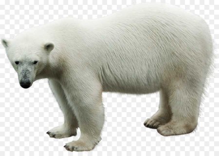 Белый медведь на прозрачном фоне