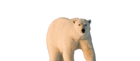 Ледяной медведь на прозрачном фоне