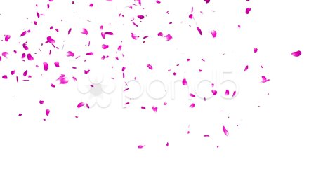 Падающие лепестки Сакуры на прозрачном фоне