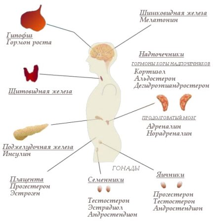 Женский гормональный фон