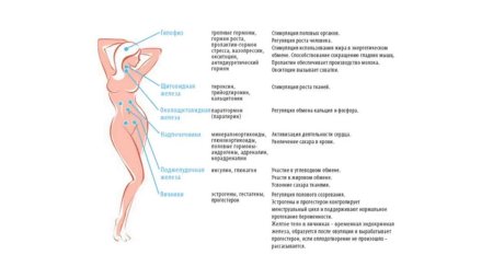 Женский гормональный фон