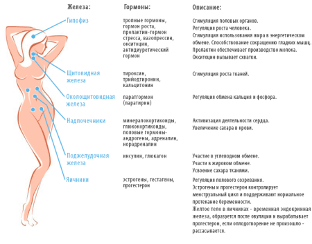 Какие бывают гормоны у женщин