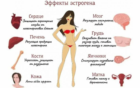 Влияние эстрогенов на женский организм