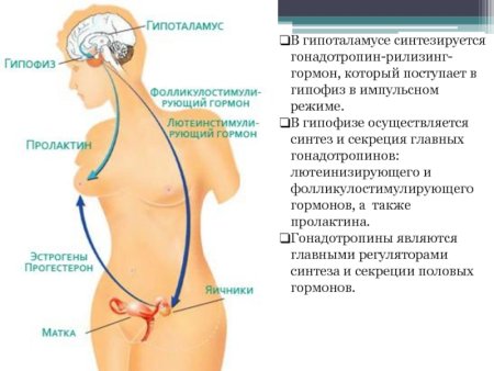 Пролактин влияние