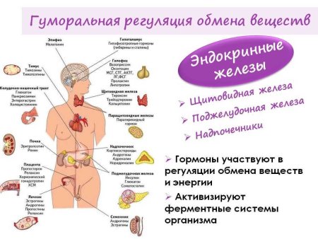 Заболевания эндокринной системы железы гормоны заболевания