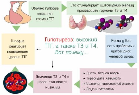Признаки сниженного гормона ТТГ