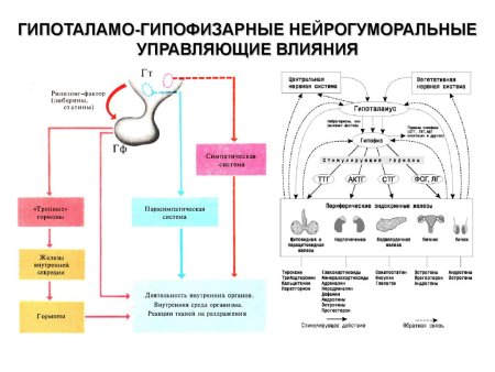 Гипоталамо-гипофизарная система гормоны схема