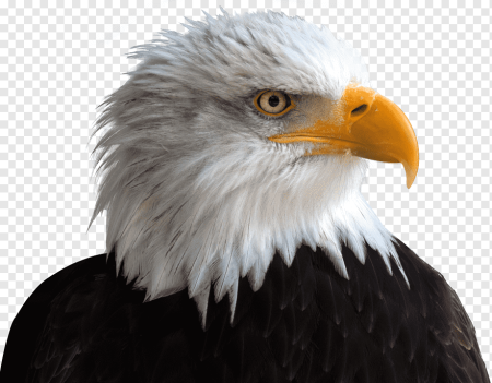 Белый Орлан