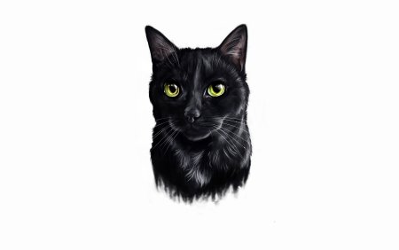 Черный кот на белом фоне