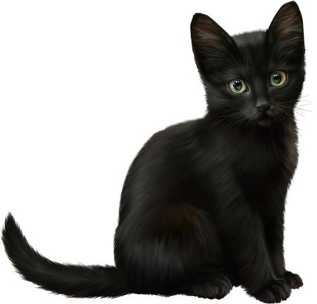 Яванез яванская кошка