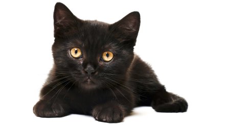 Черный котик на белом фоне