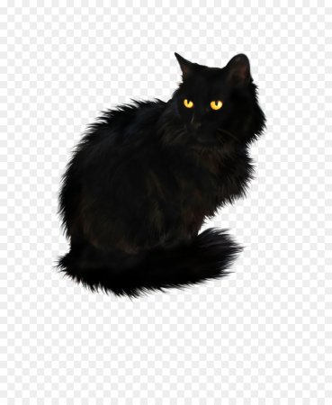 Черная кошка без фона
