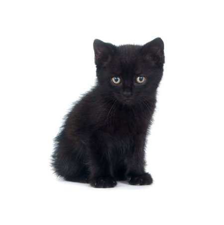 Черный котик на белом фоне