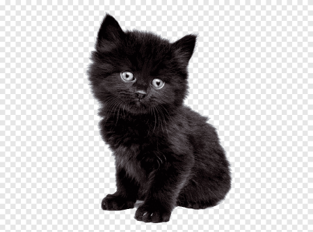 Черный котенок на белом фоне