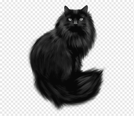 Черная кошка на белом фоне