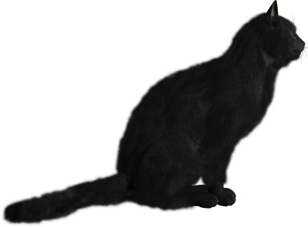 Черная кошка на прозрачном фоне