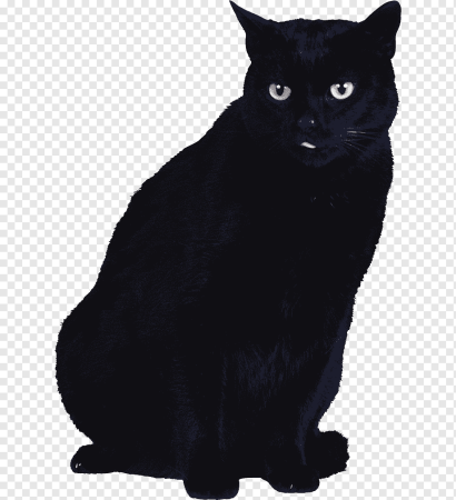 Черная кошка