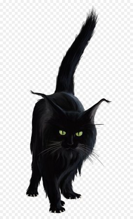 Черная кошка на прозрачном фоне