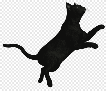 Кошка без фона